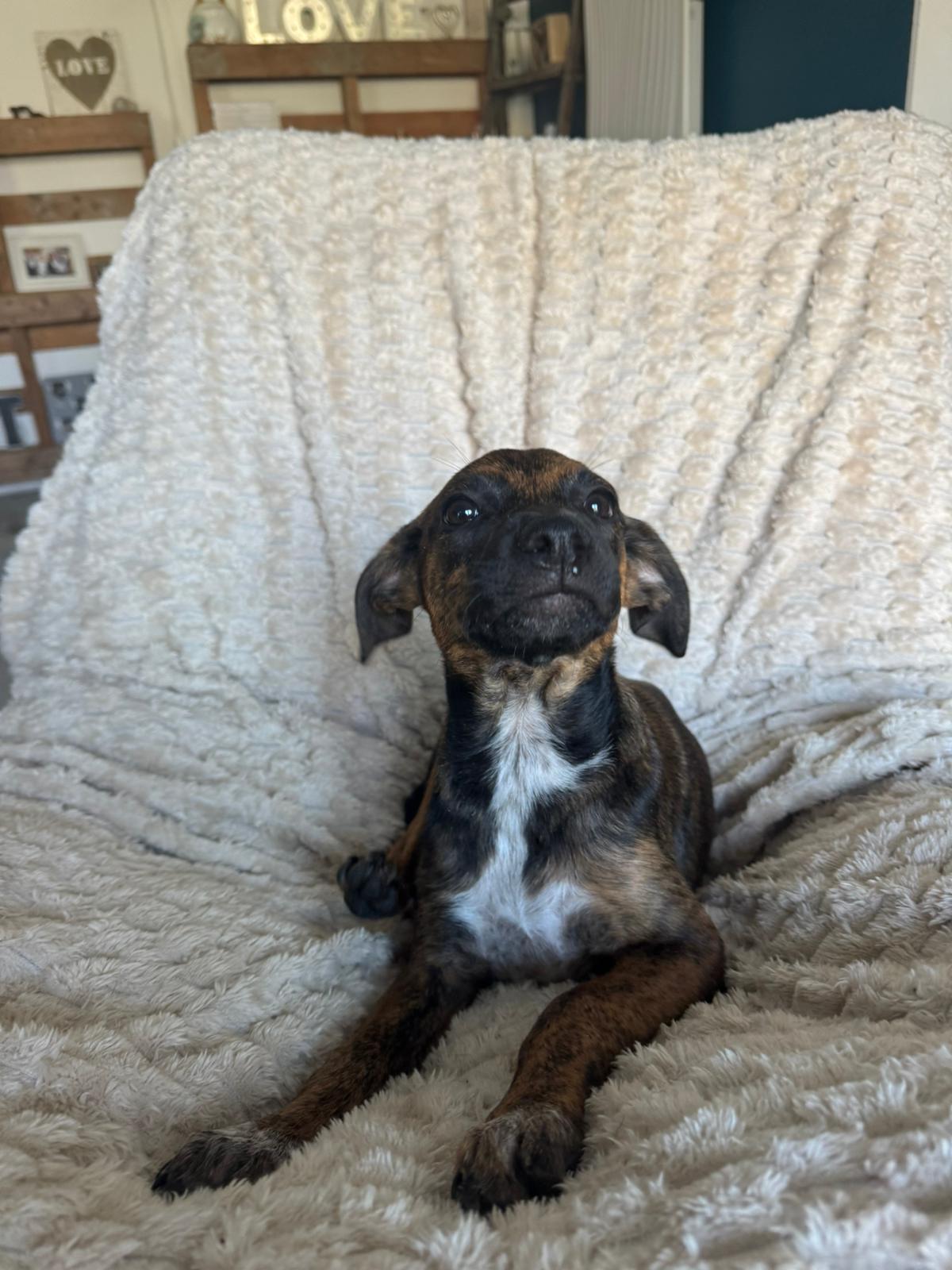 Chiens à adopter